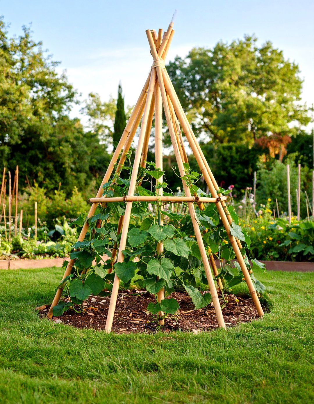 Bamboo Teepee Trellis - 24 Cucumber Trellis Ideas