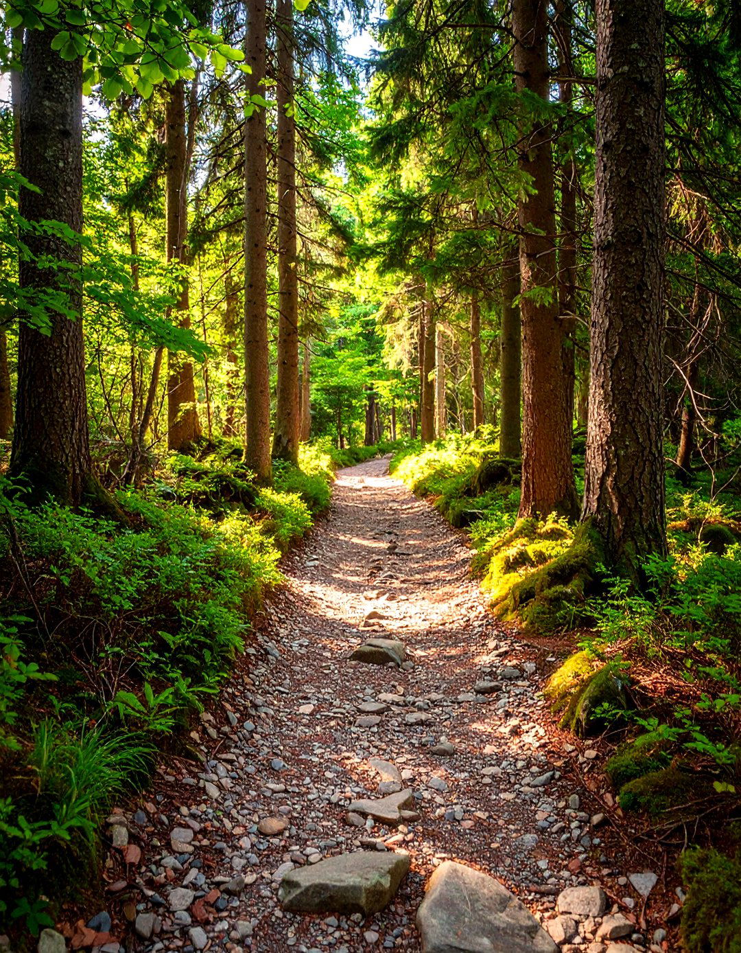 Decomposed Granite Woodland Trail - 24 Rock Walkway Ideas