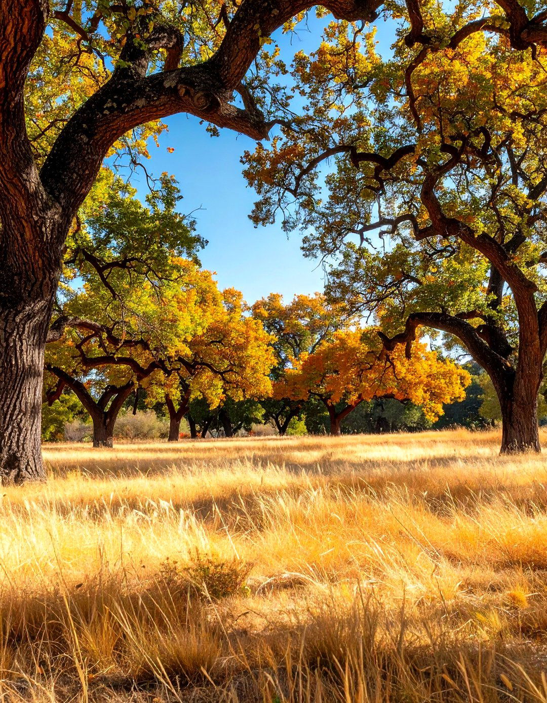 Drought Resistant Tree Designs - 24 Tree Landscaping Ideas