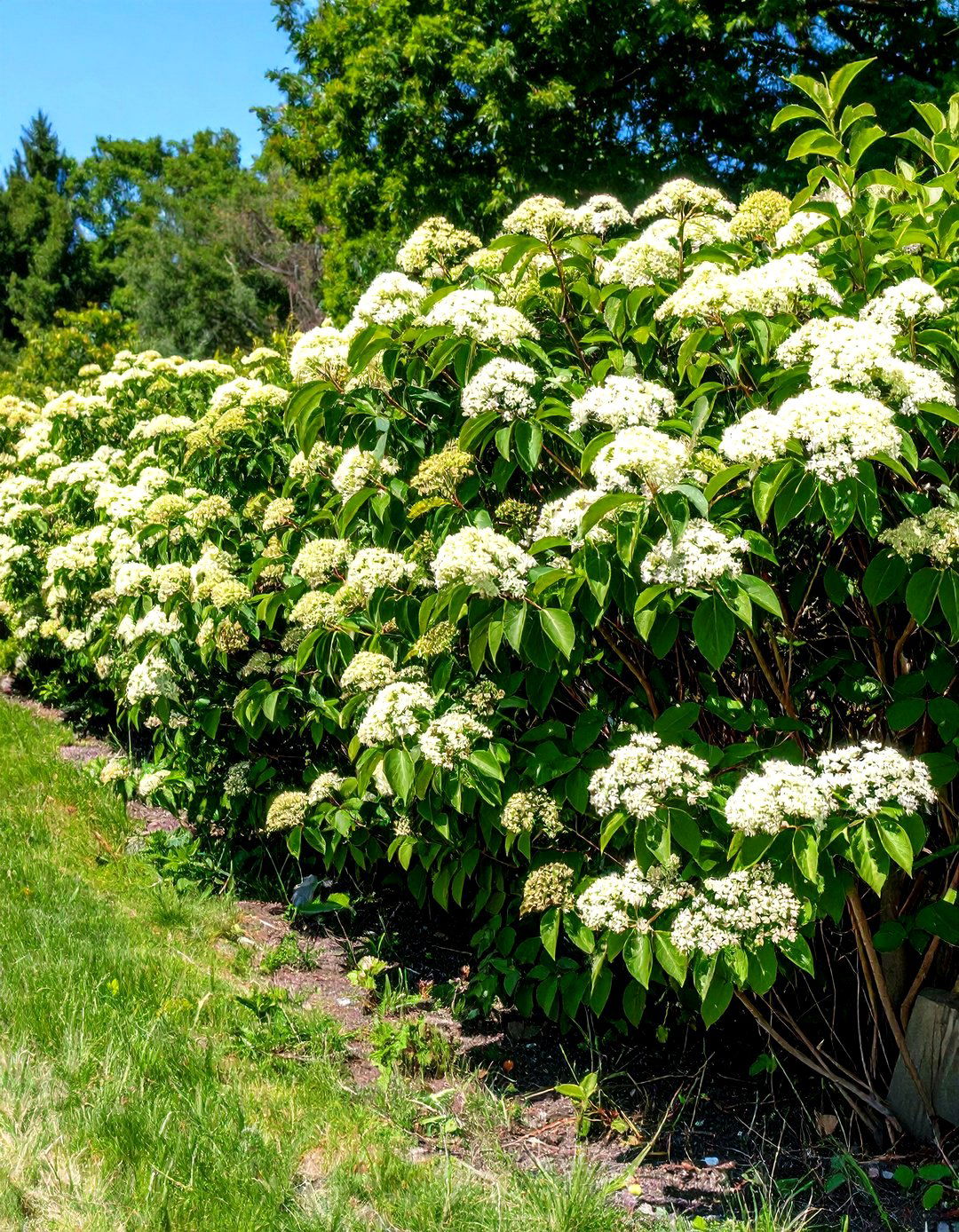 Elderberry Natural Barrier - 24 Shrubs for Privacy