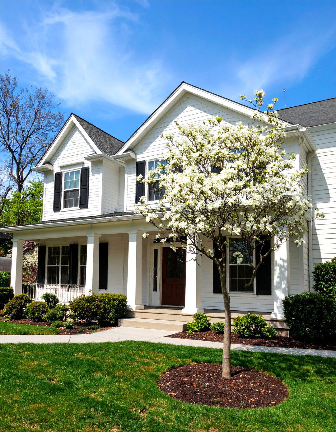 Flowering Dogwood Trees - 24 Small Trees for Front Yard