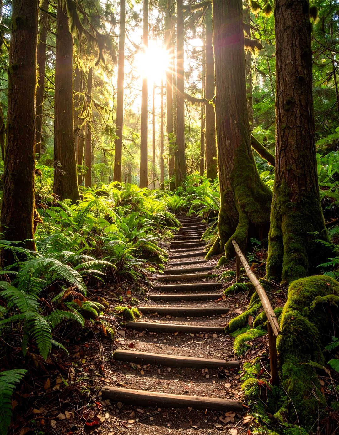 Forest Trail Discovery Proposal - 24 Wedding Proposal Ideas