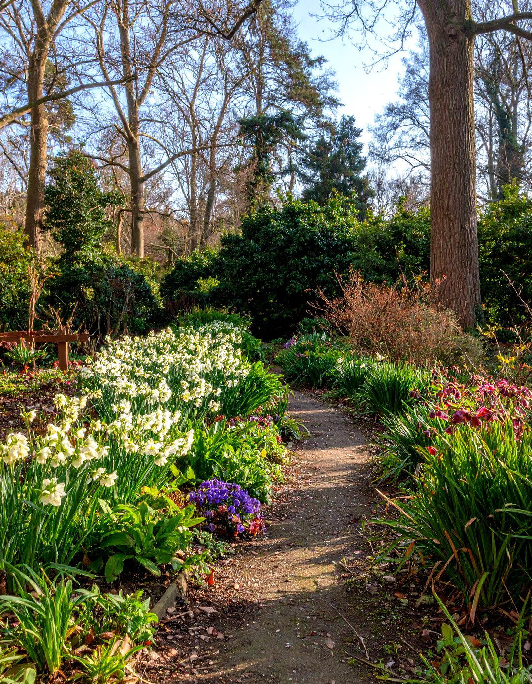 Hellebore Winter Bloom Gardens - 24 Shady Garden Ideas
