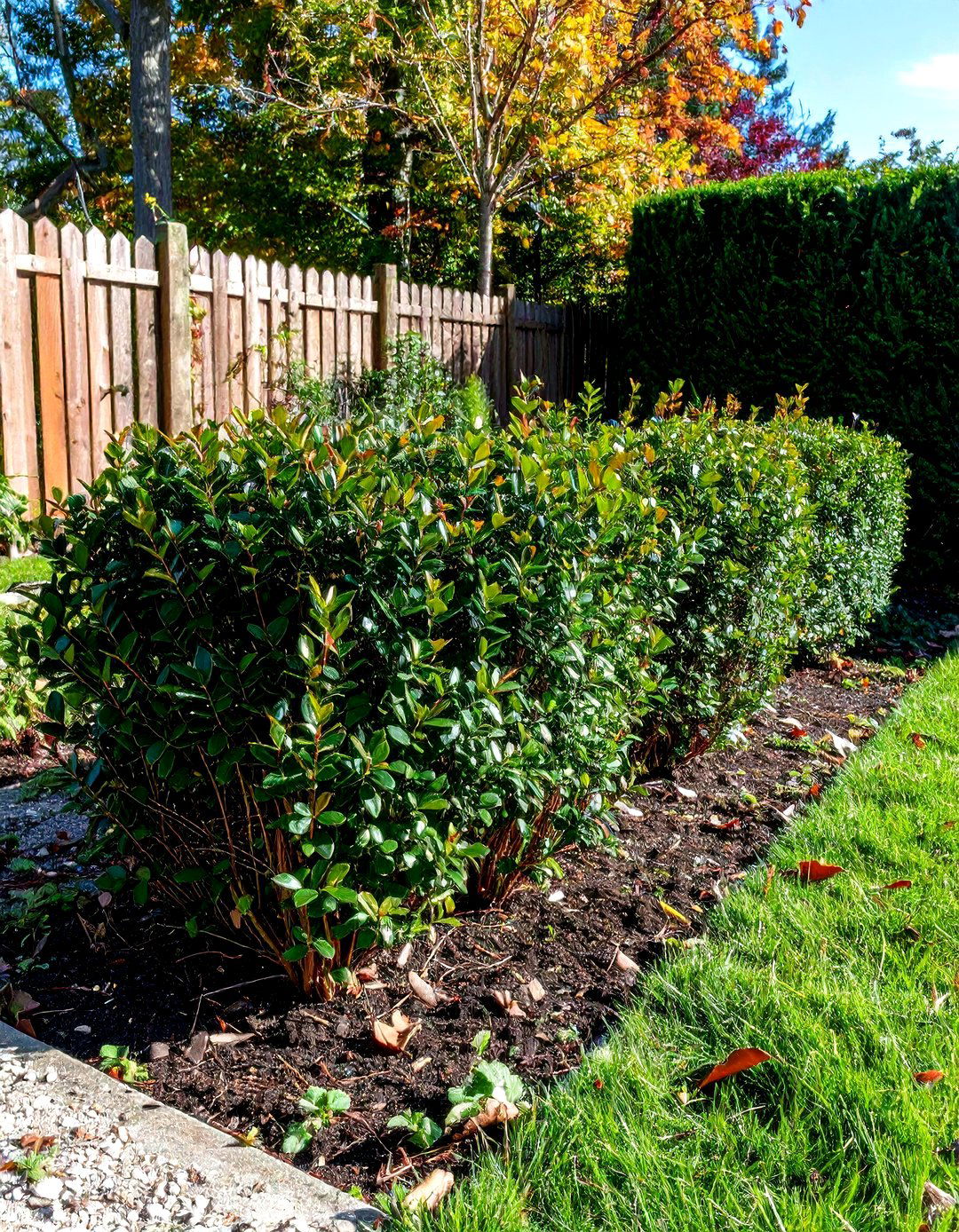Inkberry Holly Low Screen - 24 Shrubs for Privacy