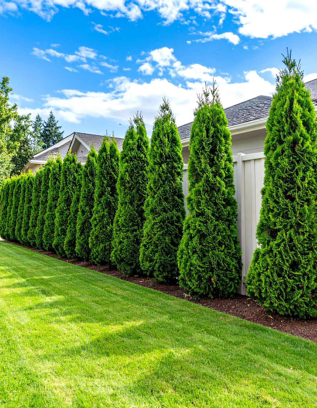 Living Evergreen Hedge Privacy Walls - 24 Outdoor Privacy Screen Ideas