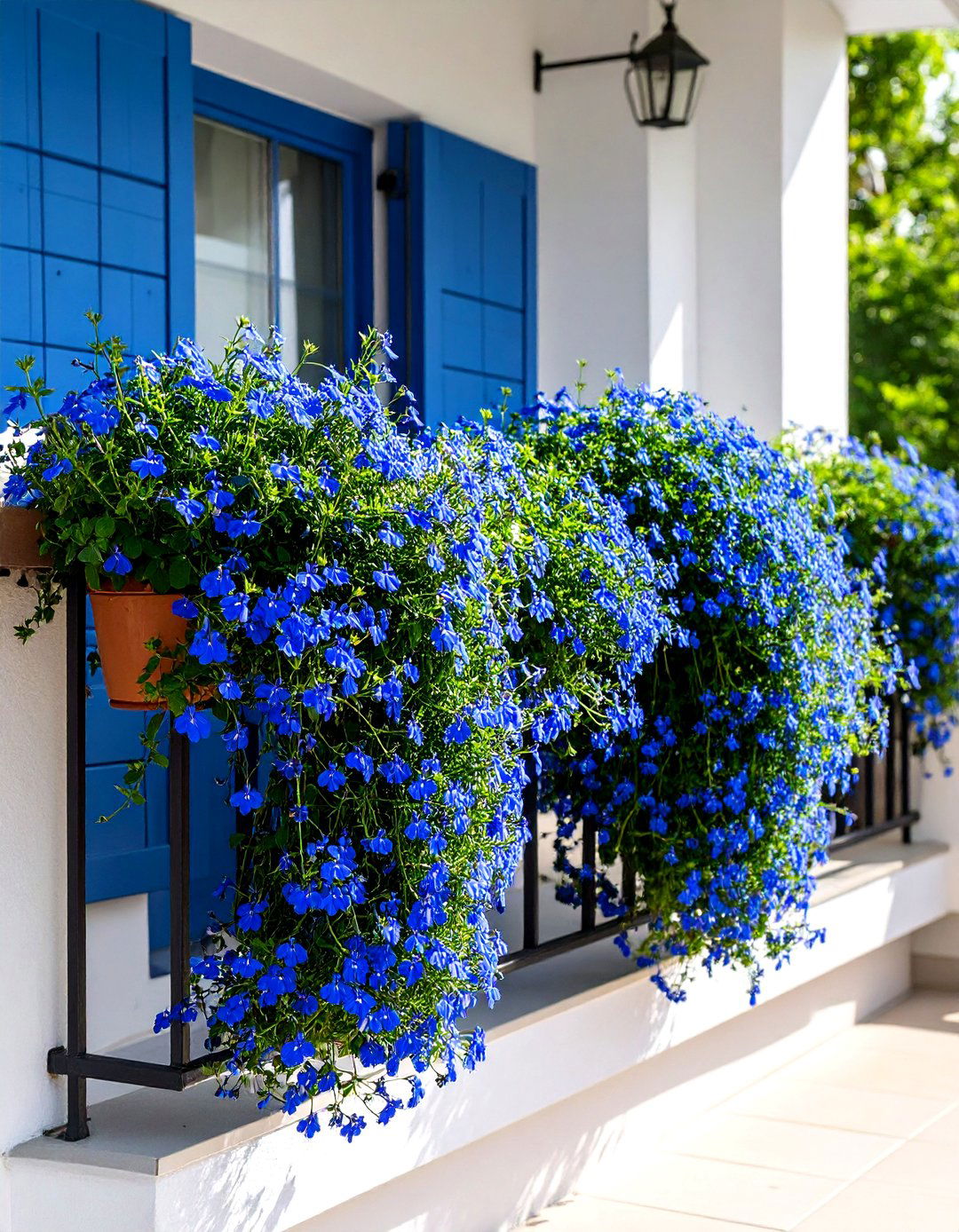Lobelia for Cascading Blue Beauty - 24 Flowering Plants for Balcony