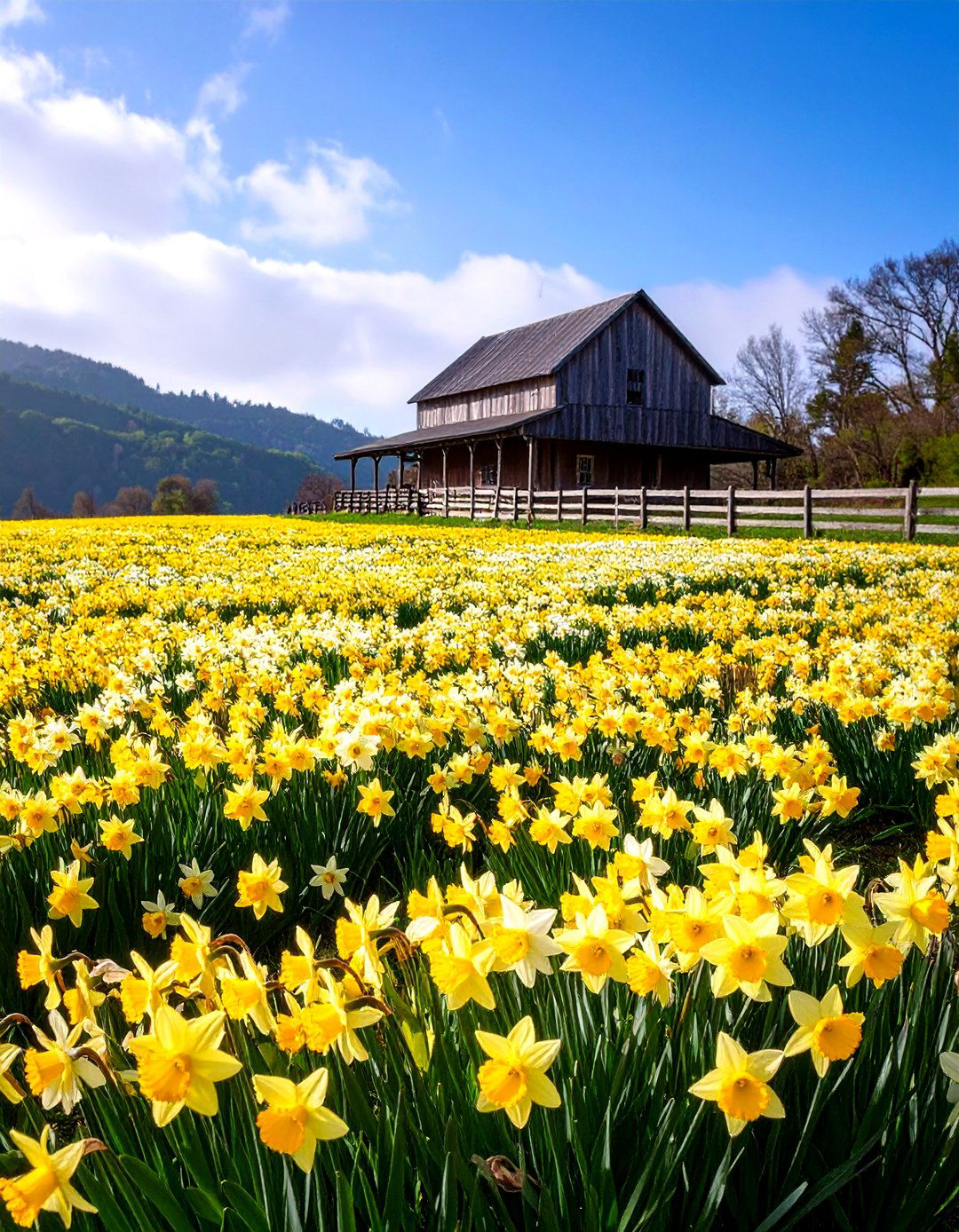 Meadow Style Naturalized Daffodil Field - 24 Daffodil Garden Ideas
