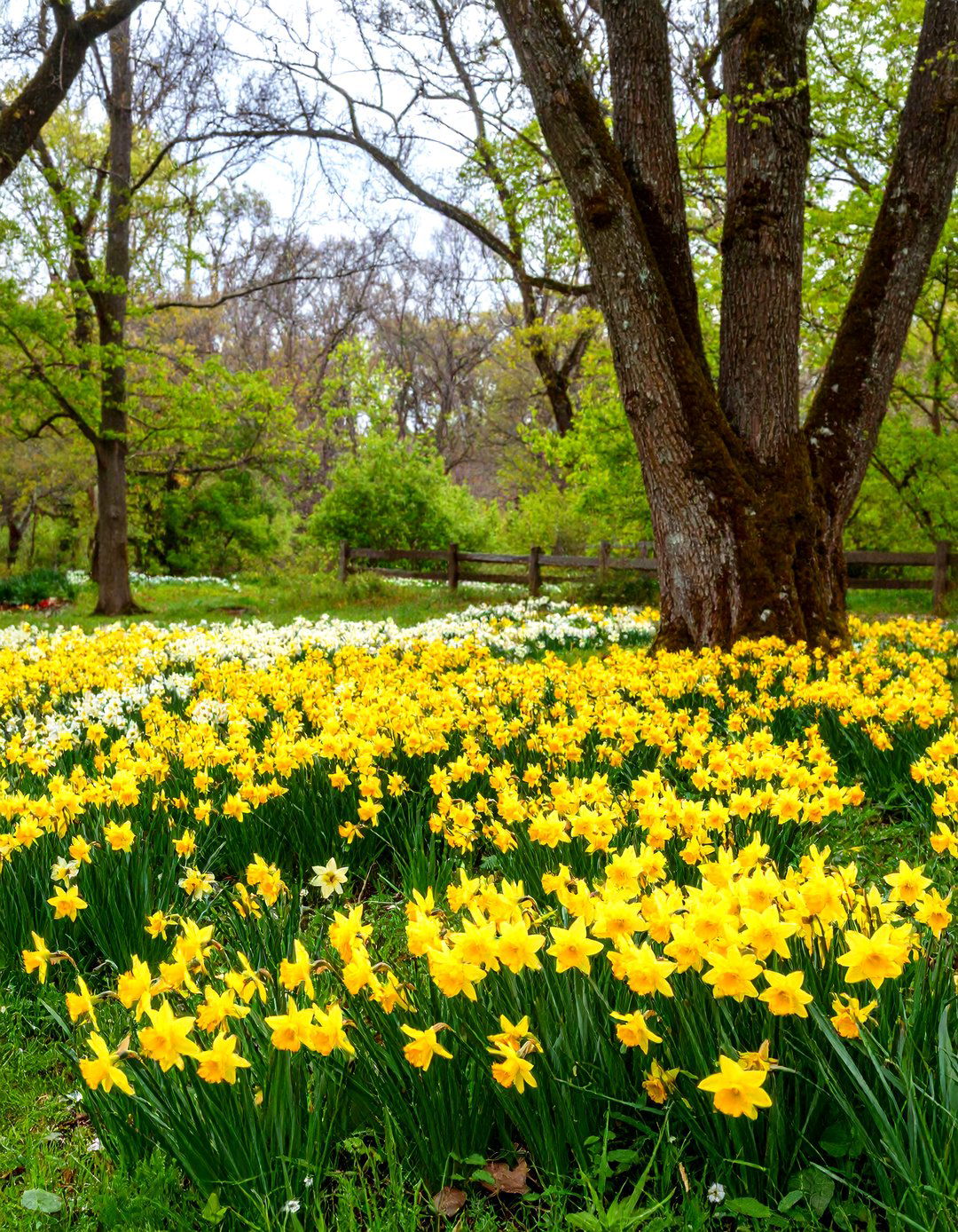 Naturalized Woodland Edge Daffodil Garden - 24 Daffodil Garden Ideas