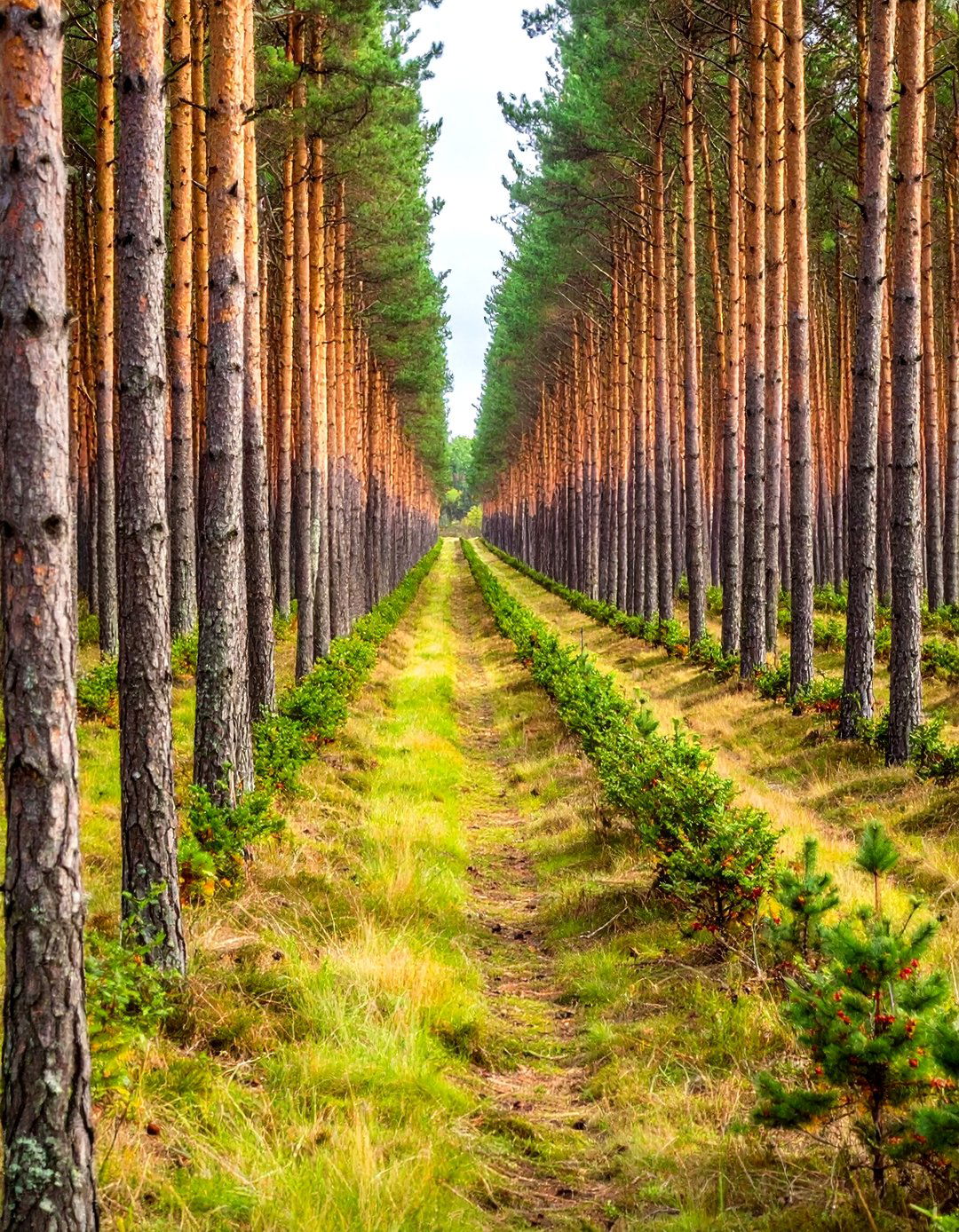 Pine Windbreak Wildlife Corridor - 24 Pine Tree Landscape Ideas