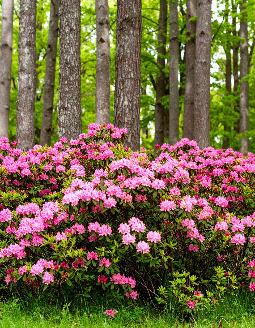 Rhododendron Evergreen Wall - 24 Shrubs for Privacy