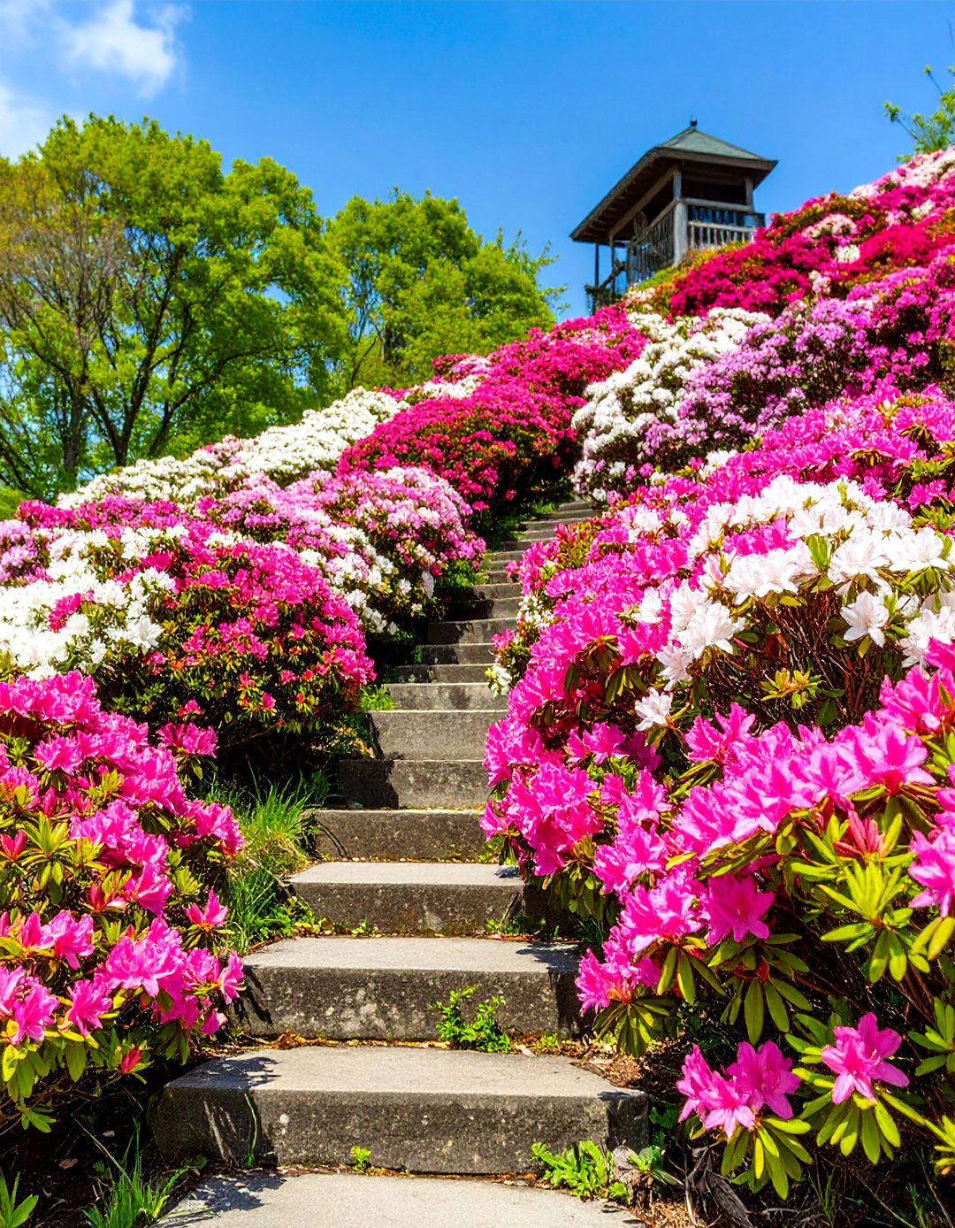 Slope Stabilization Azalea Planting - 24 Azalea Garden Ideas