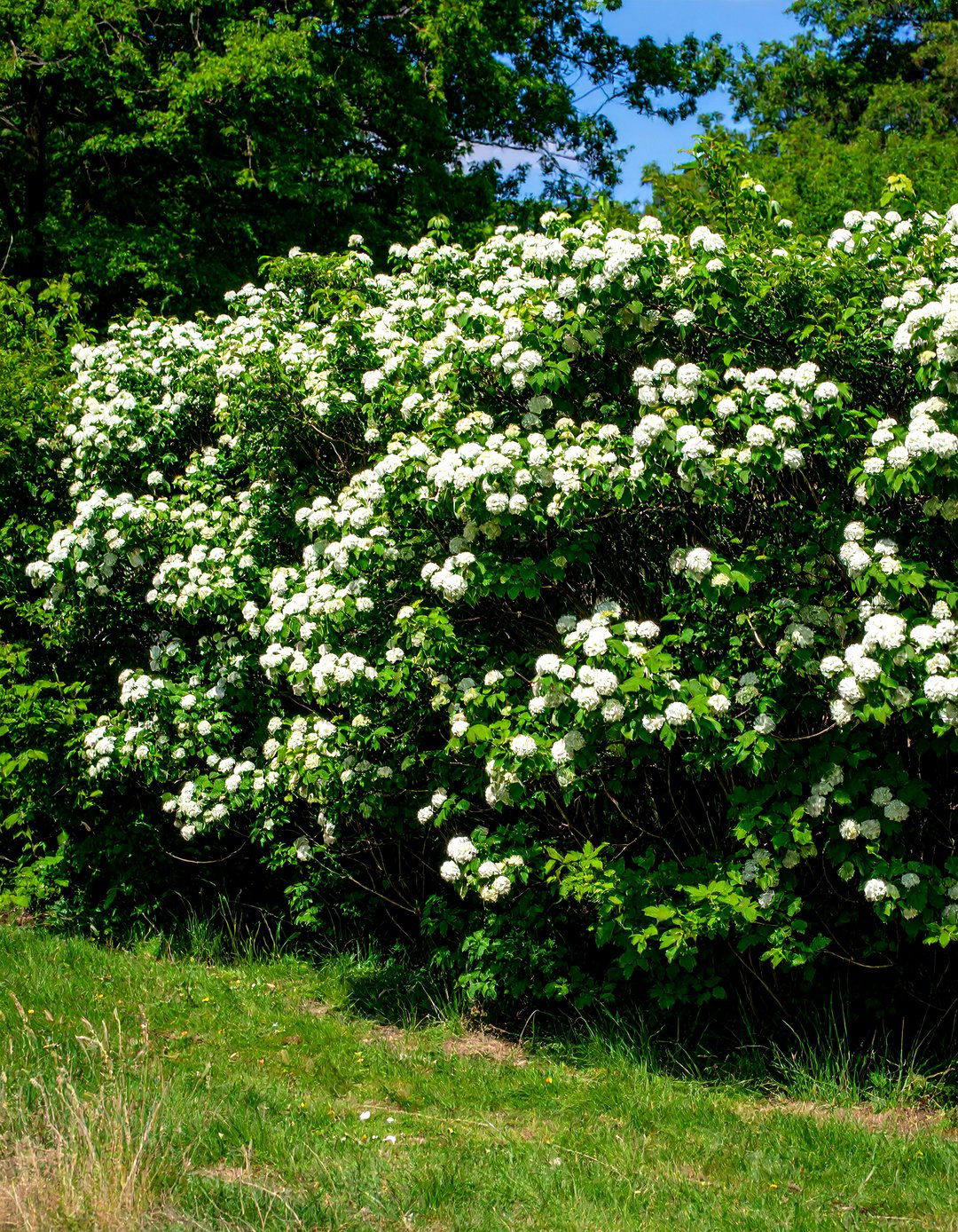 Viburnum Dense Screen - 24 Shrubs for Privacy