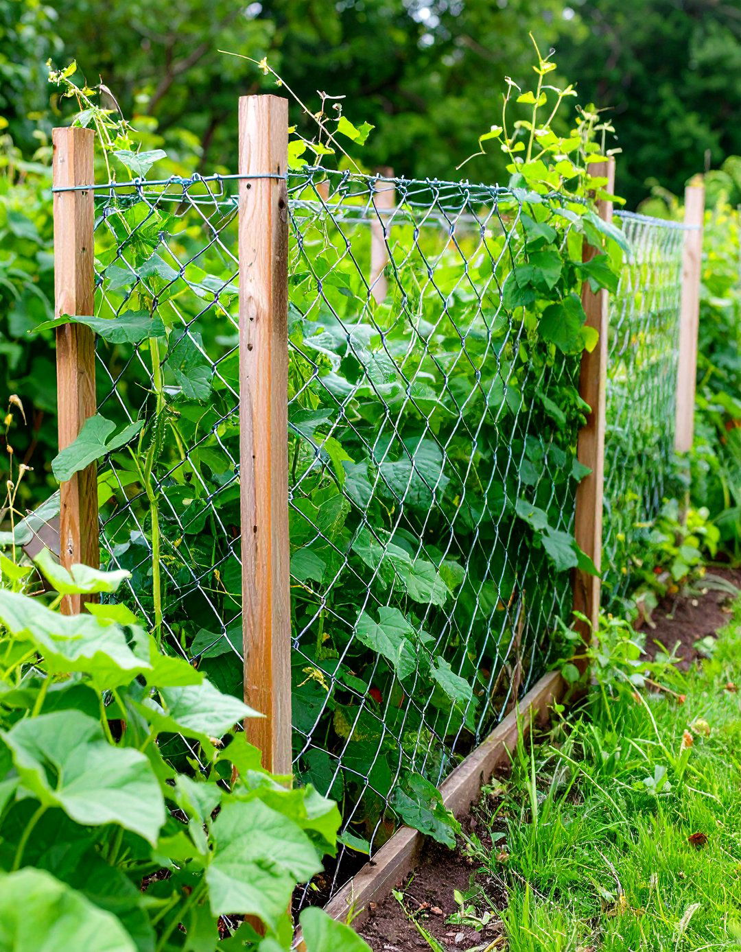 Wire Mesh Panel Trellis - 24 Cucumber Trellis Ideas