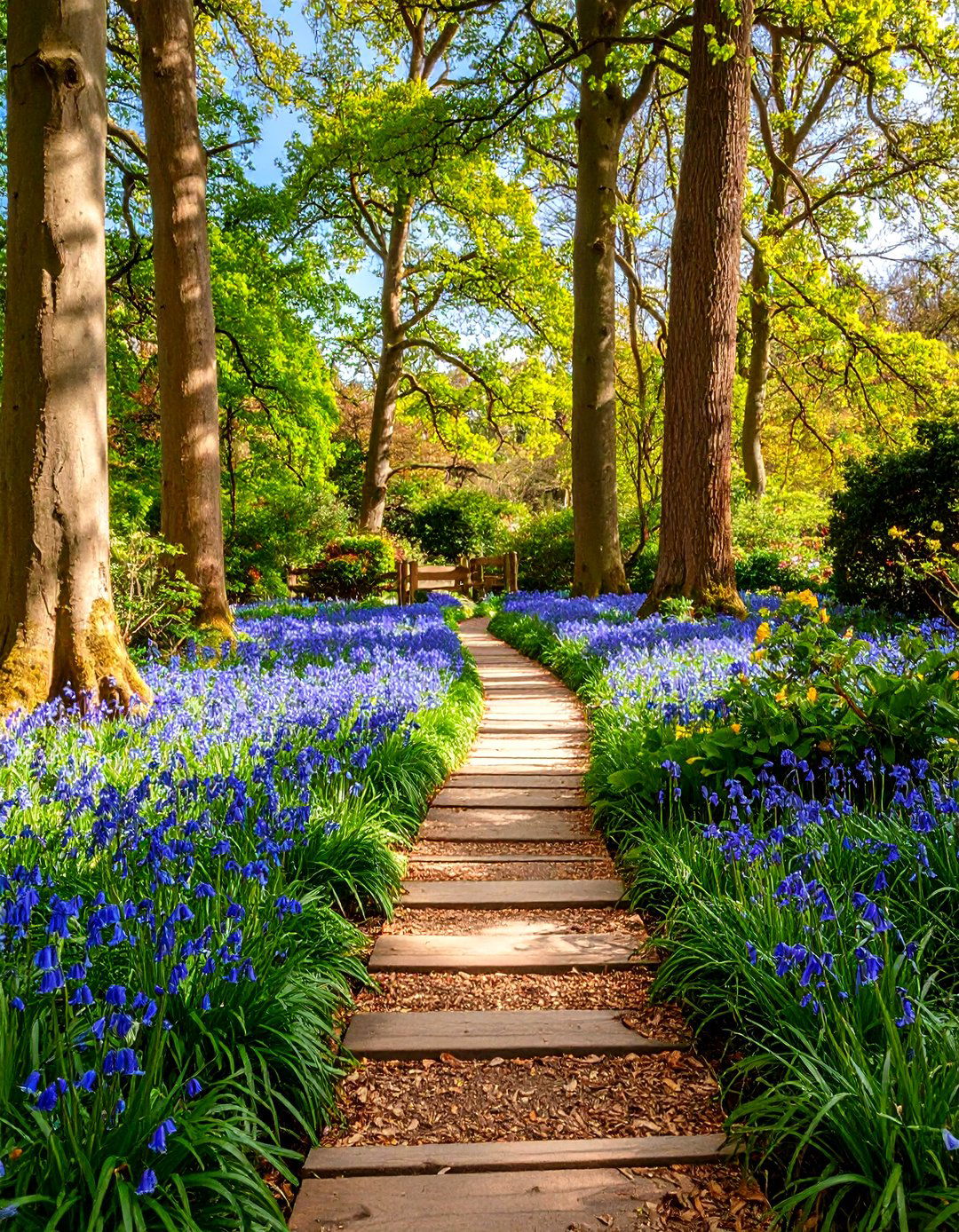 Woodland Edge Garden with Native Plants - 24 Victorian Front Garden Ideas
