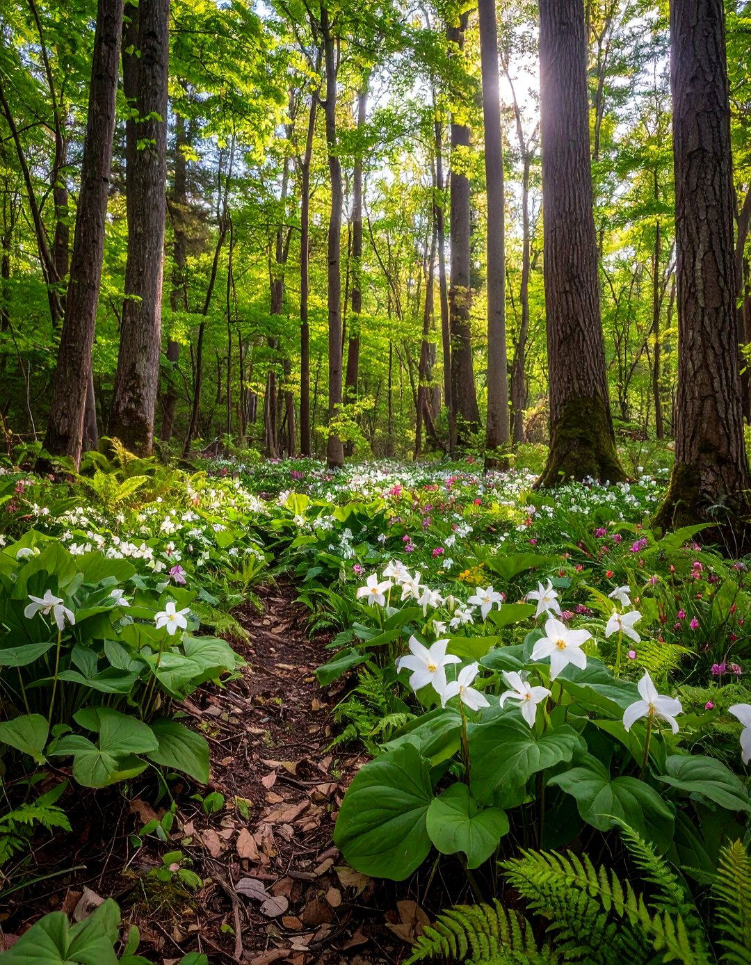 Woodland Edge Spring Garden - 24 Spring Garden Ideas