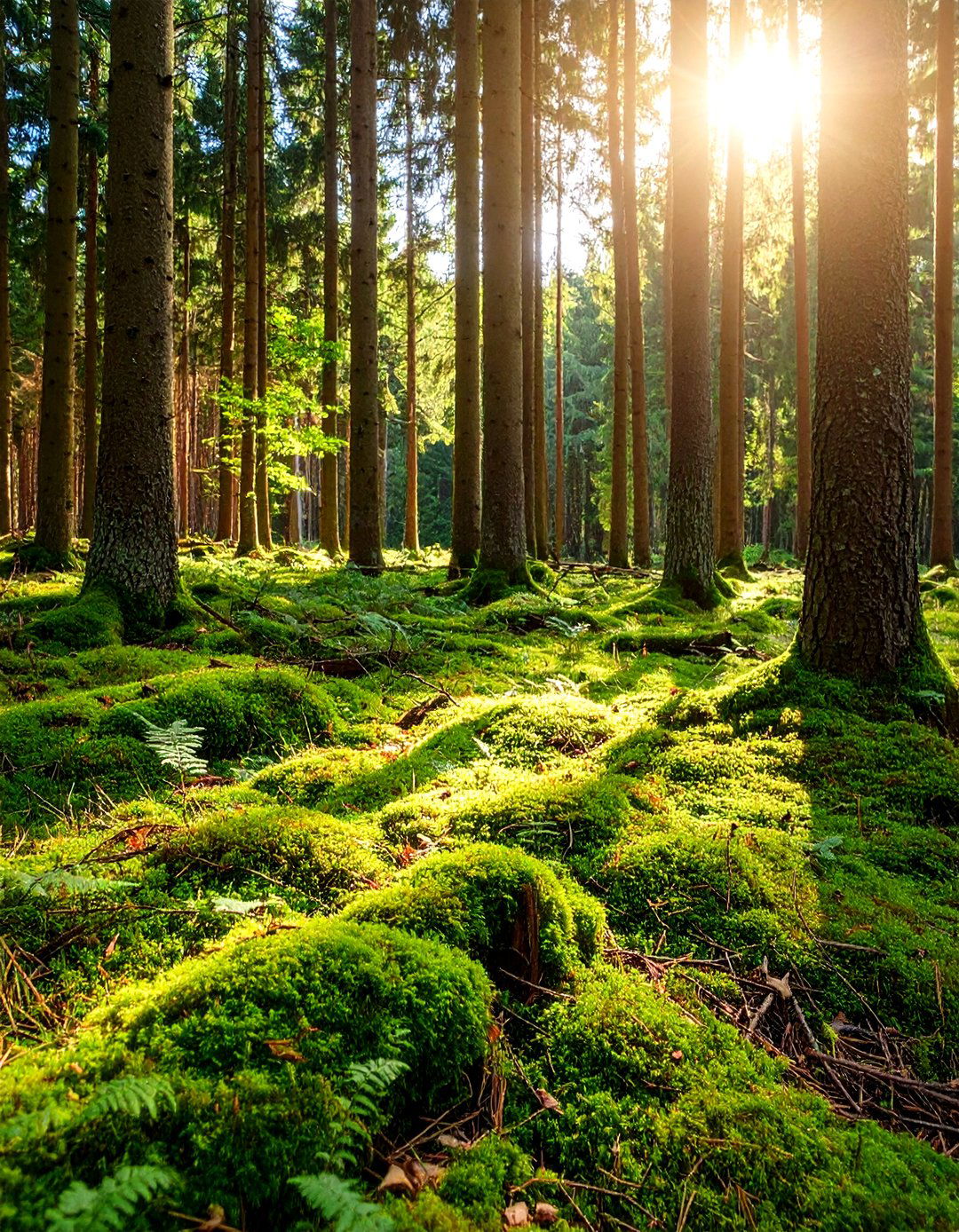 Woodland Moss Forest Floor - 24 Moss Garden Ideas