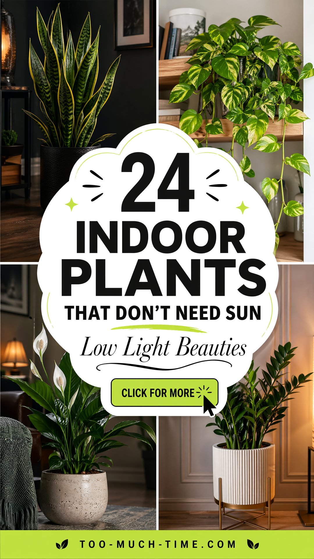24 Indoor Plants That Dont Need Sun for Bright Spaces - 24 Indoor Plants That Don't Need Sun for Bright Spaces